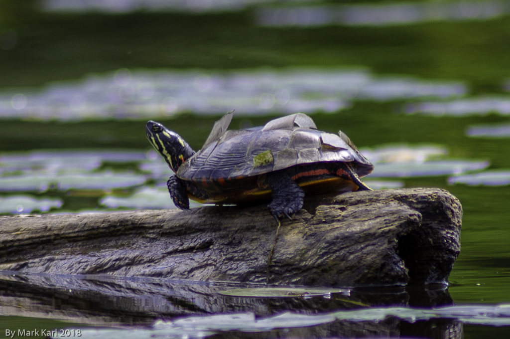 Mascoma Lake, August 19, 2018